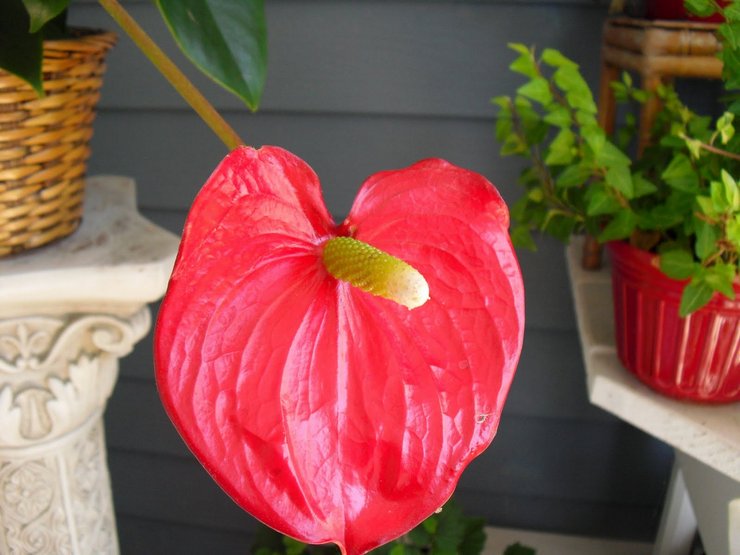 Vandingsvand til anthurium skal filtreres eller koges