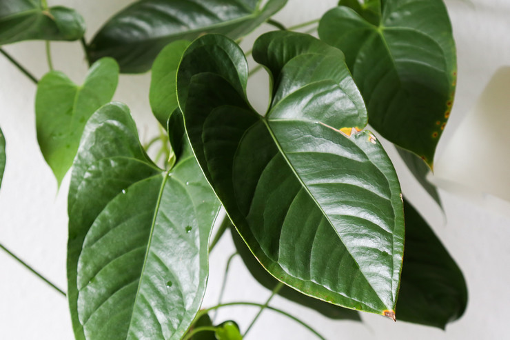 De vigtigste skadedyr i anthurium er skalainsekter og edderkoppemider