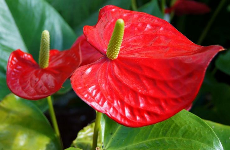 Anthurium Andre - φροντίδα στο σπίτι. Καλλιέργεια Andre anthurium, μεταμόσχευση και αναπαραγωγή. Περιγραφή. φωτογραφία