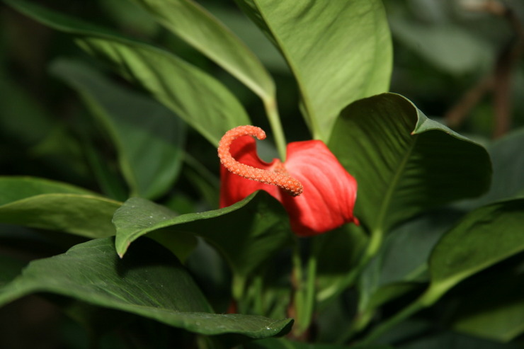 Anthurium Scherzer - kotihoito. Anthurium scherzerin viljely, elinsiirto ja lisääntyminen. Kuvaus. Kuva