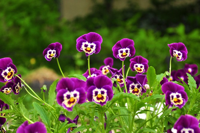 Stemorsblomster. Viola. Dyrkning af en blomst