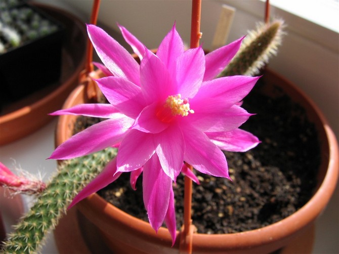 الرعاية المنزلية ل aporocactus