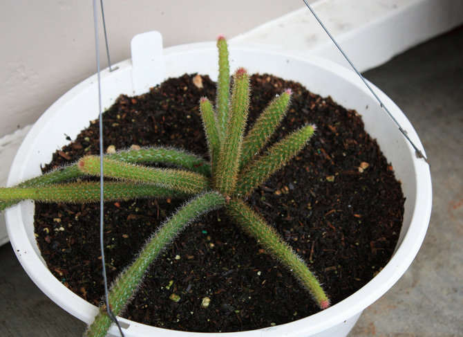 Fra marts til midten af ​​sommeren fodres aporocactus med gødning til kaktus