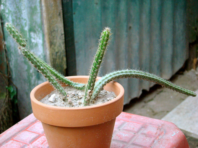 Reproduktion af aporocactus