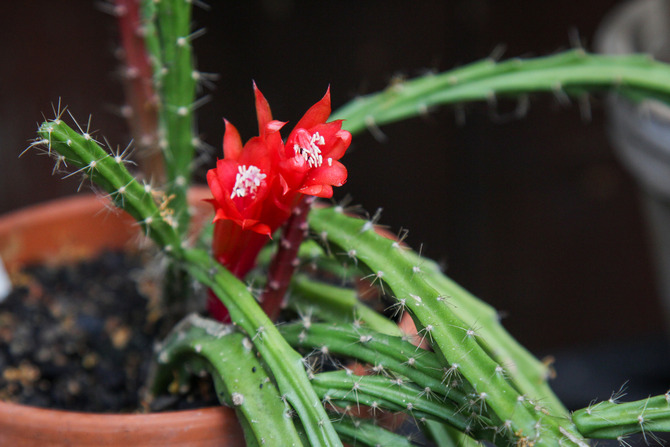 Populære typer af aporocactus