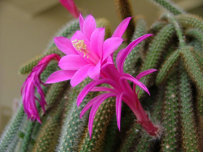 Aporocactus - hjemmepleje. Aporocactus dyrkning, transplantation og reproduktion. Beskrivelse, typer. Foto