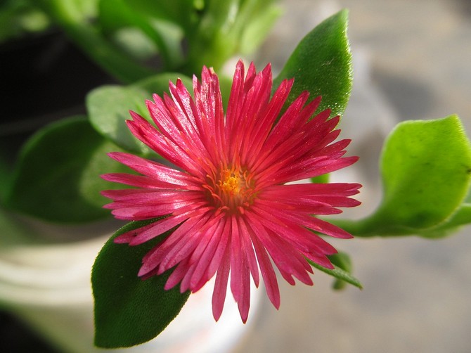 Το Aptenia είναι ένα από τα λίγα φυτά που μπορούν να καλλιεργηθούν εύκολα σε ξηρό αέρα εσωτερικού χώρου.
