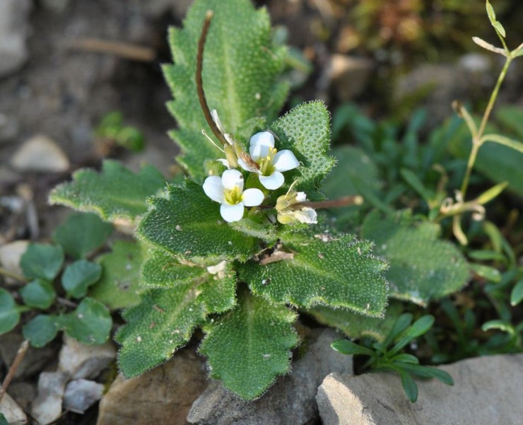 Φύτευση Arabis σε ανοιχτό έδαφος