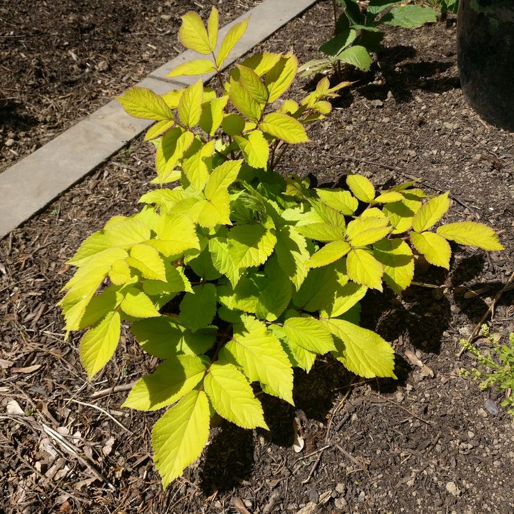 Plantning af aralia i åbent terræn