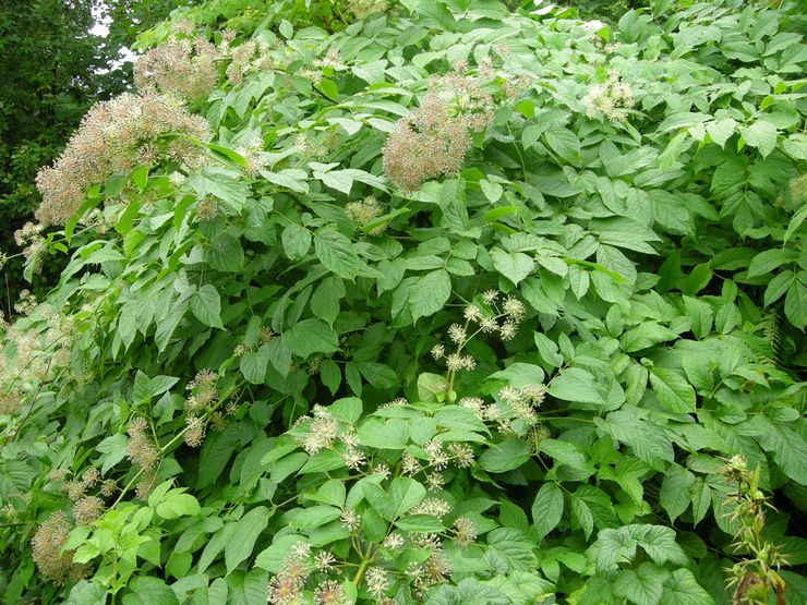 Nyttige egenskaber ved aralia