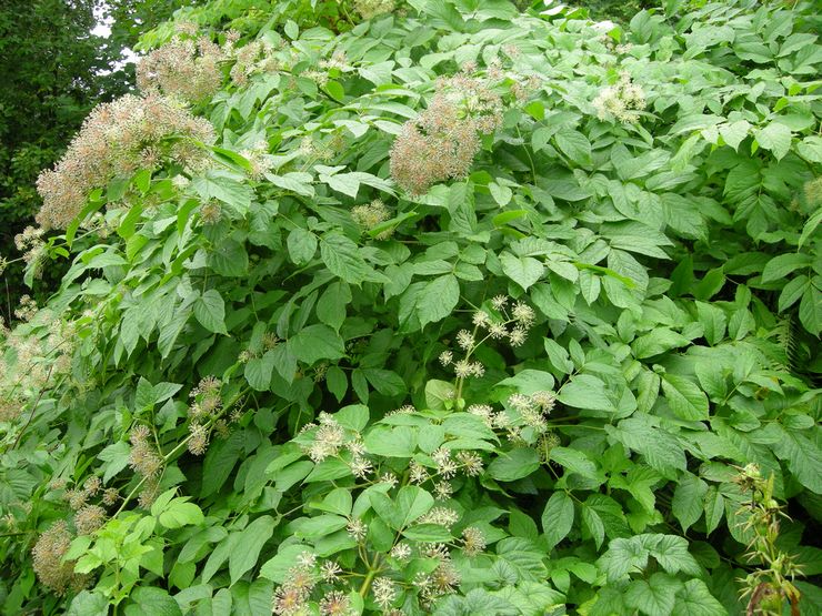 خصائص مفيدة من aralia