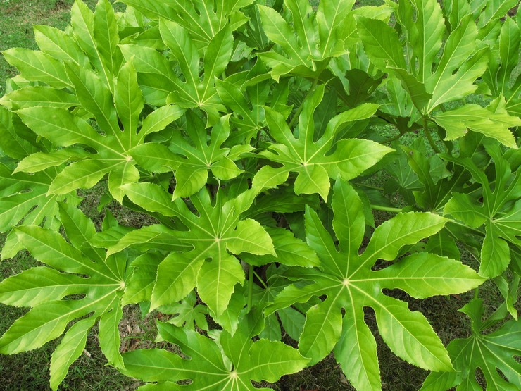 Aralia: plantning og pleje i det åbne felt, medicinske egenskaber og kontraindikationer