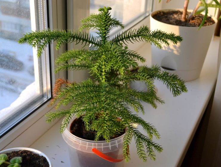 Hjemmepleje for araucaria