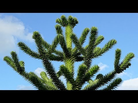 Indendørs gran Sådan dyrkes araucaria