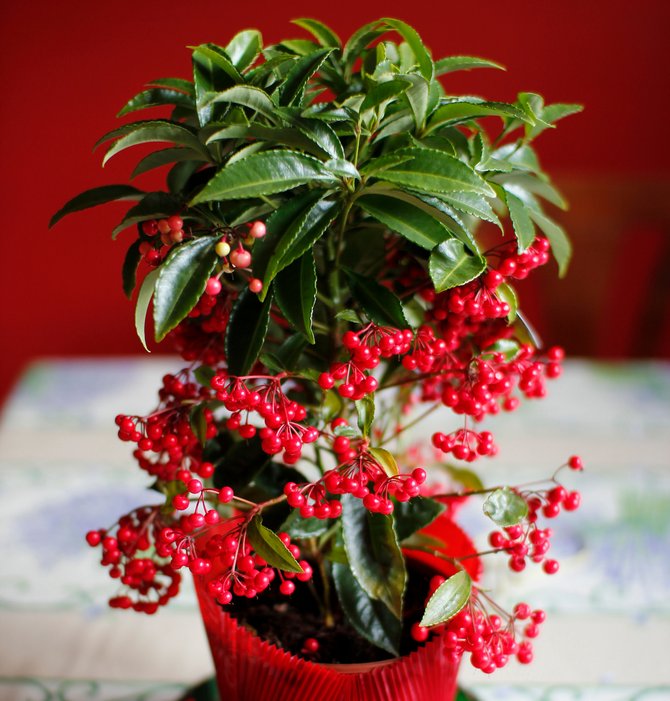 ينمو Ardisia جيدًا في الرطوبة العالية.