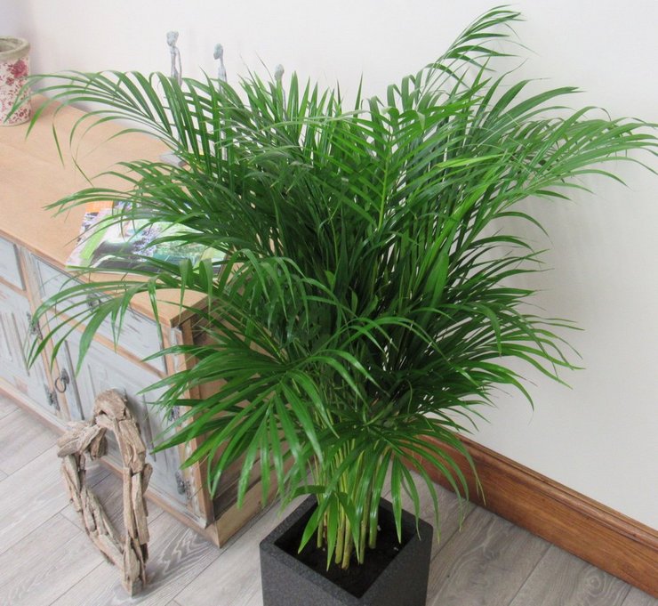 Da areca -palmen er hjemsted for fugtige skove, bør luftfugtigheden i rummet altid være høj.