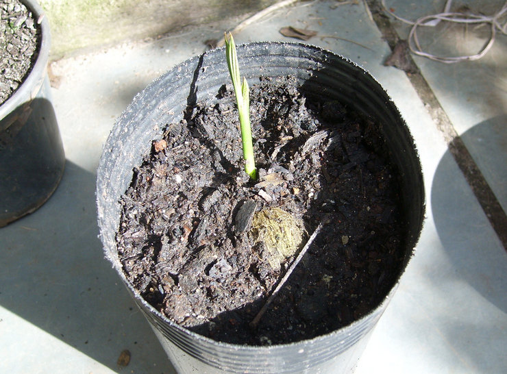 Areca palme forplantning