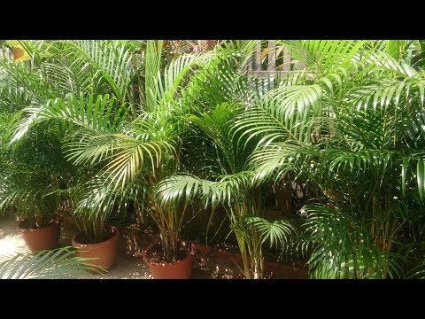 Areca palm: plantepleje efter vinteren