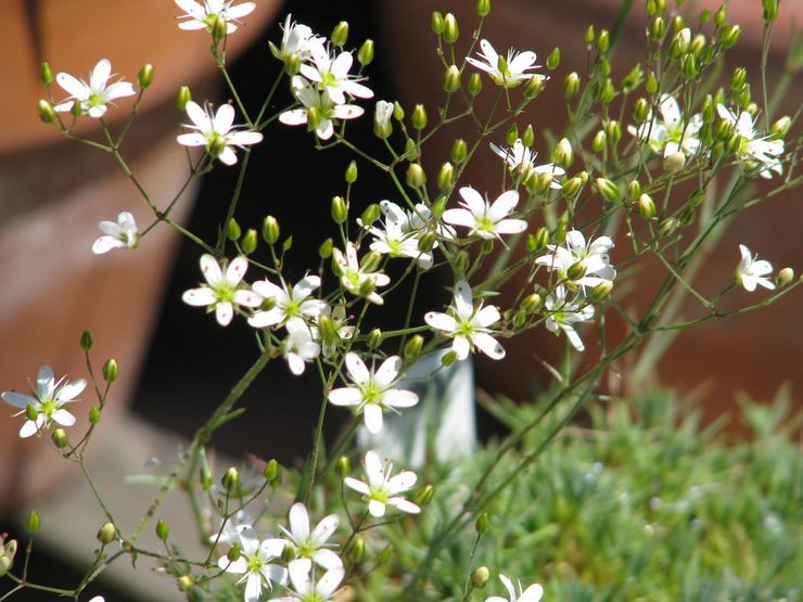 Dyrkning af arenaria fra frø derhjemme