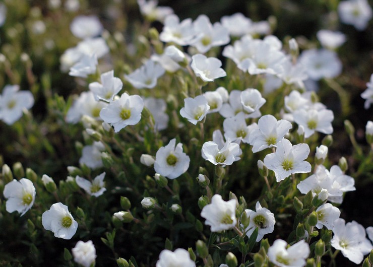 Arenaria (gerbil) - plantning og pleje i det åbne felt. Dyrkning af arenaria fra frø, formeringsmetoder. Beskrivelse, typer. Foto