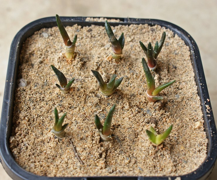 Reproduktion af ariocarpus