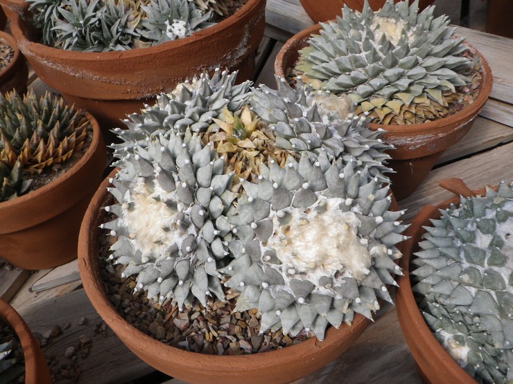 Ariocarpus skællet