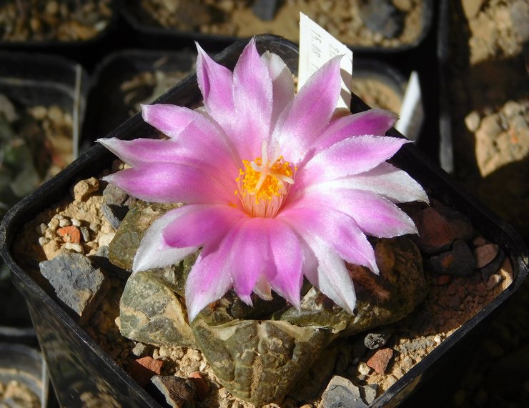 Ariocarpus mellemprodukt