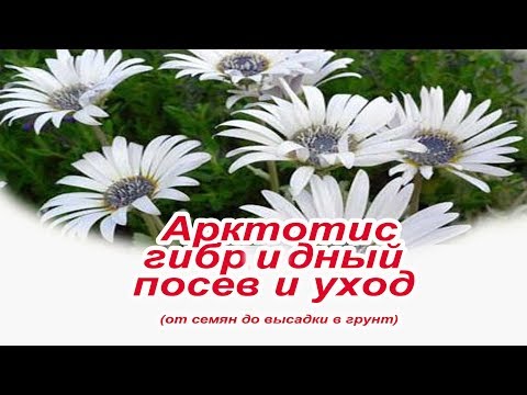 Καλλιέργεια από σπόρους Arctotis (Ostiospermum)