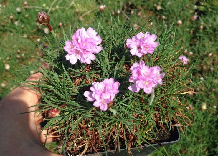 Plantning af armeria i åbent terræn