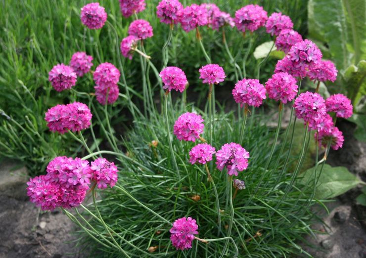 Armeria pleje