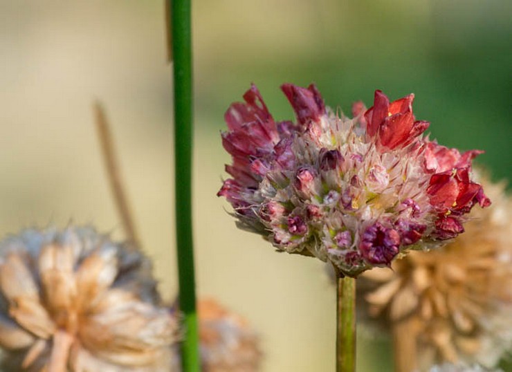 Armeria μετά την ανθοφορία