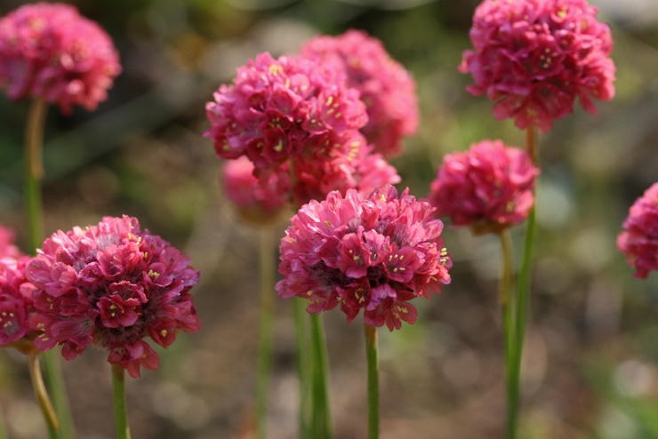 Armeria - plantning og pleje i det åbne felt. Dyrkning af en armeria -blomst, formeringsmetoder. Beskrivelse, typer. Foto