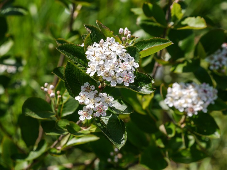 Περιγραφή Aronia