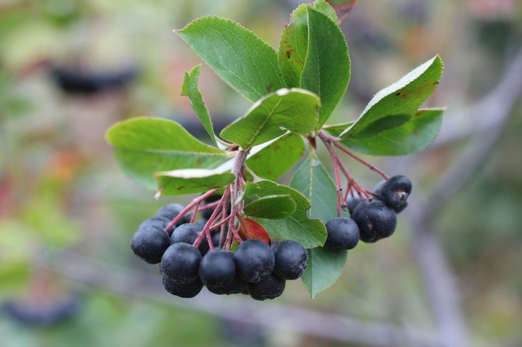 Μαύρο chokeberry