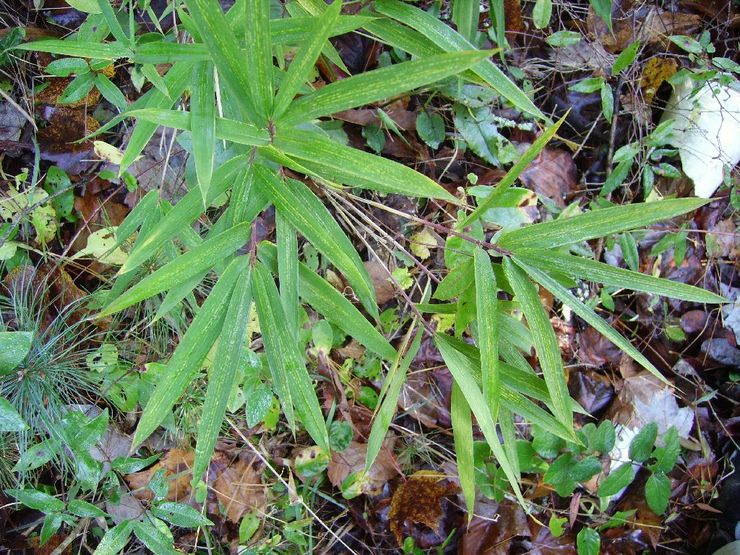 Arundinaria Appalachian