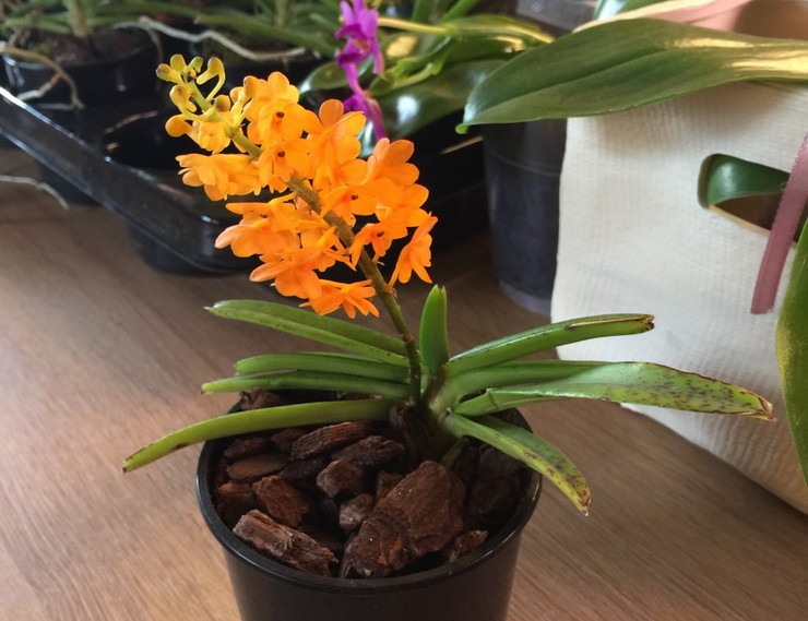Ascocentrum orkide pleje derhjemme