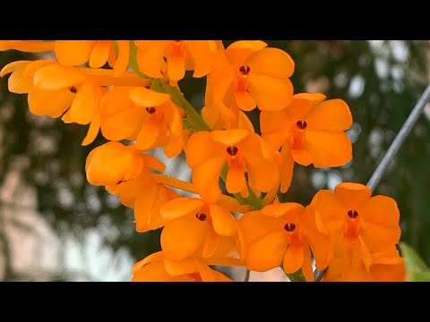 Ascocentrum miniaturepleje. Orkideer i huset.