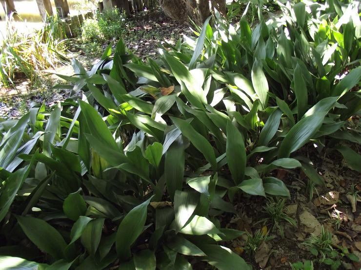 Aspidistra Attenuata