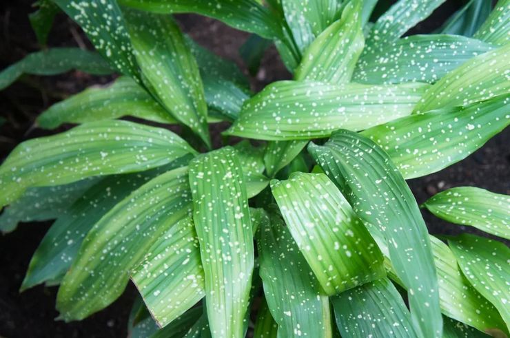 Sichuan aspidistra