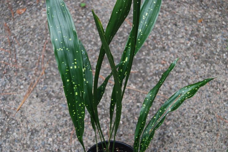 Aspidistra oblantsefوليا