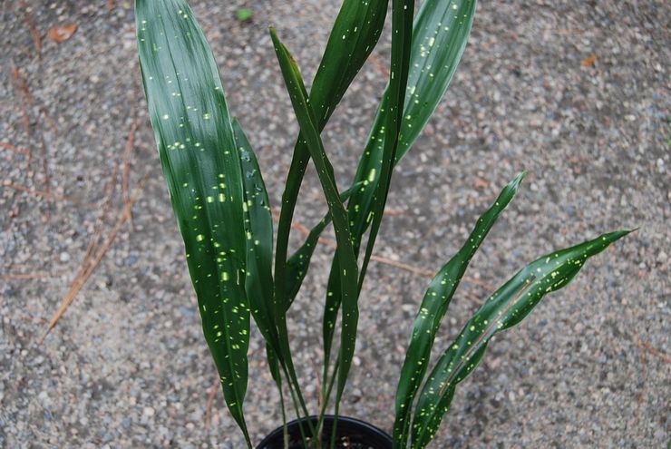 Aspidistra oblantsefolia