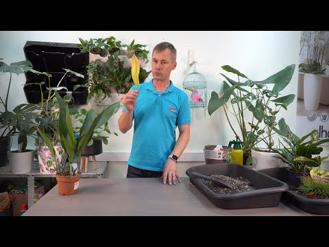 Aspidistra هو نبات طويل القامة يتحمل الظل ، ضرب من القرن الماضي.