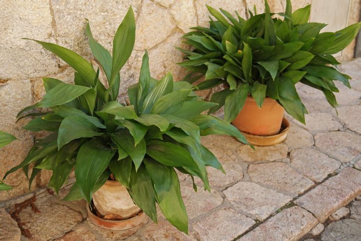ارتفاع Aspidistra أو Elatior