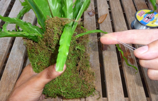 Planten transplanteres kun, når rødderne vokser.