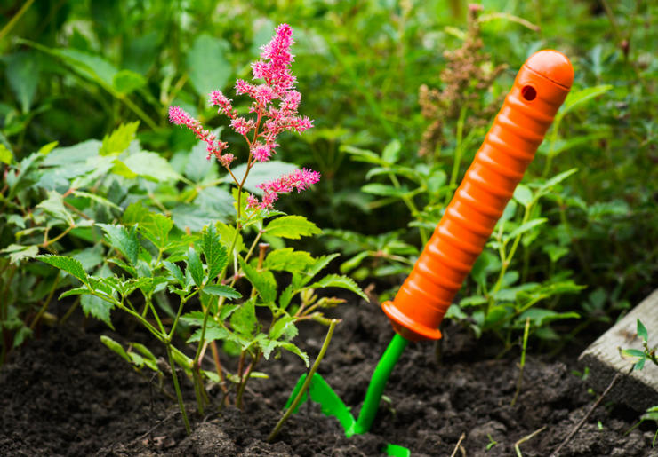 Astilba plantningsregler i det åbne felt