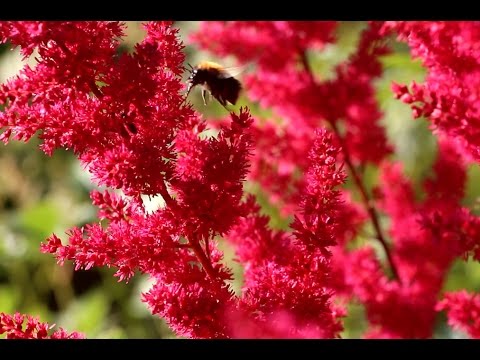 Astilba: النمو والرعاية والإنجاب