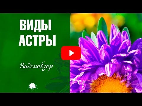 Asters �� Kukkien tyypit ja lajikkeet ✅