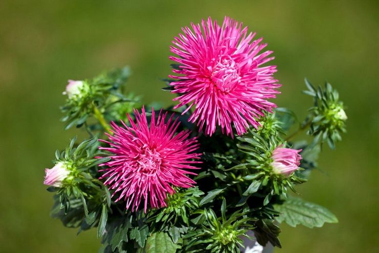 Årlige asters