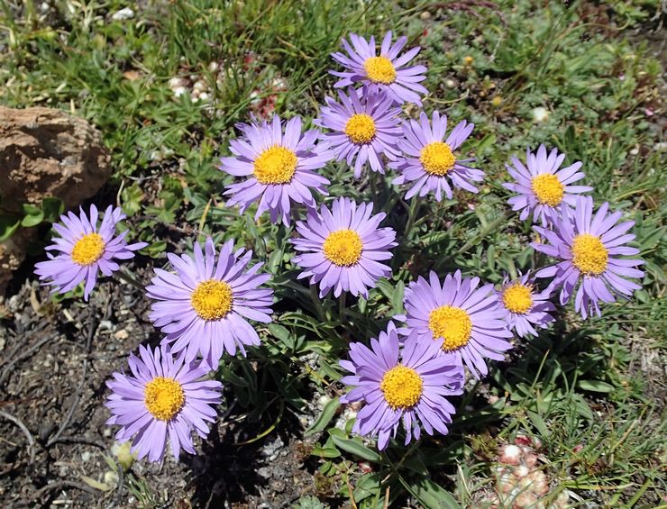 Alpine aster