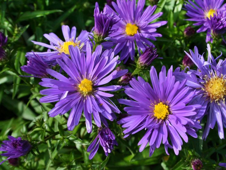 Pensas aster